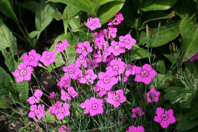 Dianthus deltoides alpinus - Yvoire