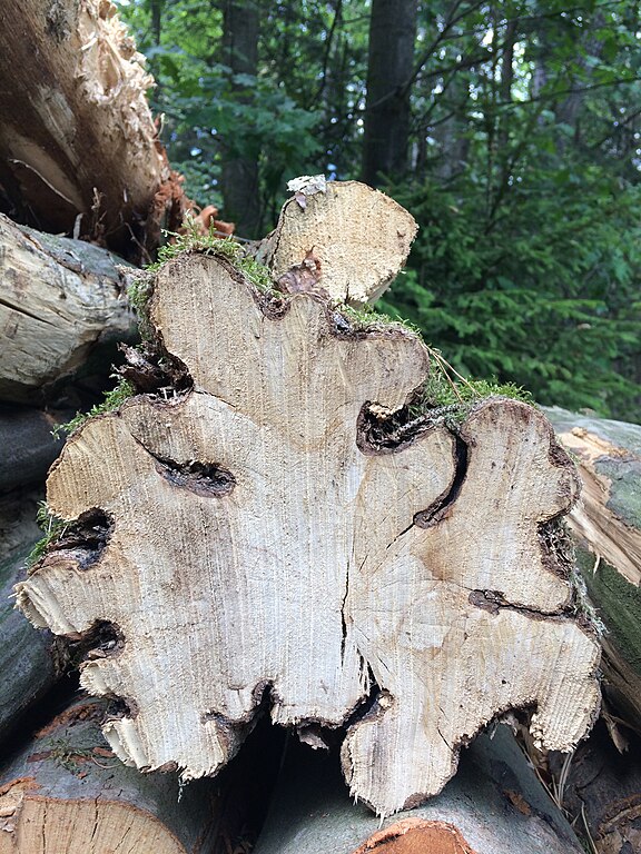 Cross section shape of an hornbeam trunk (Carpinus betulus)