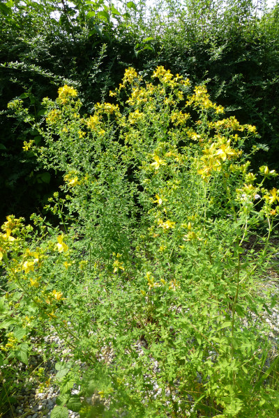 Johanniskrautstauden