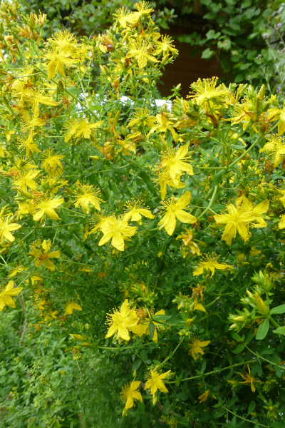 Johanniskrautstauden