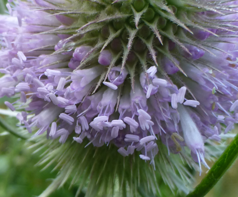 Kardenblüten mit Griffeln und Narben