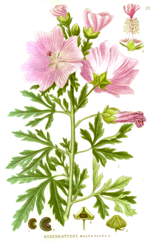 Rosenmalve