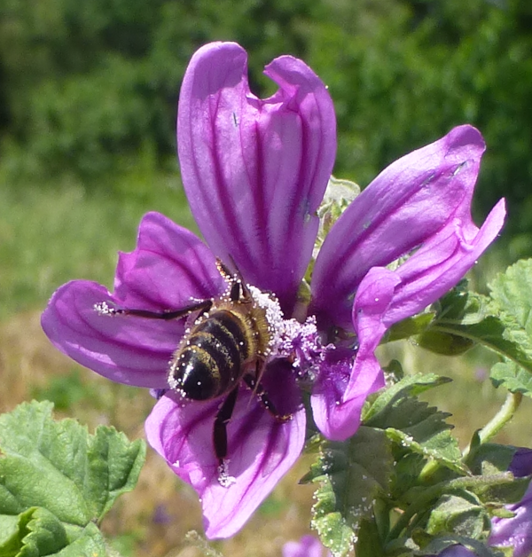 Malvenblüte mit Biene