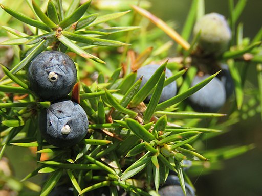 Juniperus communis, Spomenik prirode Slapovi Sopotnice, Srbija (52)