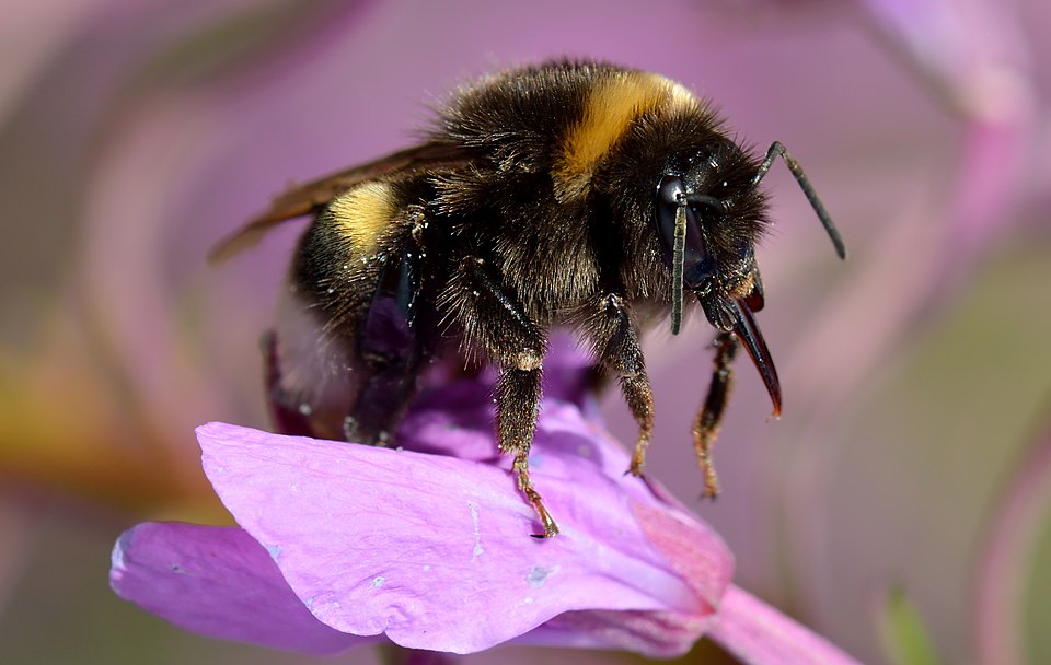 Blüte mit hellgelber Erdhummel